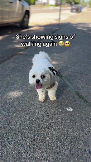 theluckymaltese on TikTok