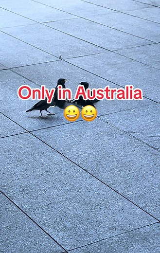 Unique Bird Interactions in Australia