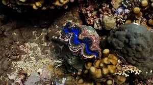 Did you know? Giant clams may hold the secret to making solar energy more efficient. Solar-energy engineers have a lot to learn from these tropical, iridescent giant clams, according to a new Yale-led study — namely, the unique geometry that makes them more efficient at harnessing sunlight than any human-made solar panel. Learn more about what could be the most efficient solar energy system on the planet: bit.ly/3XWaK7b #Yale | Yale University
