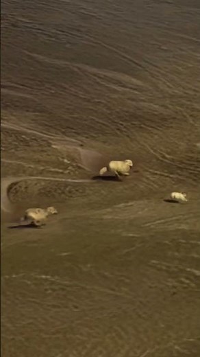 High Speed Chase Between Three Wolves And A White Rabbit #wildlife #predatorvsprey #animals