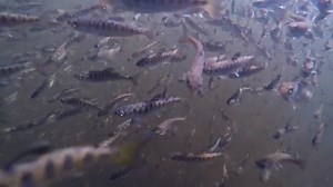 Chinook Salmon are returning to Whatcom Creek thanks to this program
