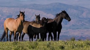 Along the border of Montana and Wyoming lives a herd of wild horses unlike any other in North America. Theirs is a world that towers above the surrounding landscape high amongst the clouds. Known as the Pryor Mountains, the geology here makes up what's known as an island in the sky. The horses themselves trace their ancestry back to the Lewis and Clark expedition, when Seargent Pryor was tasked with transporting the Corps of Discovery's horses back to Fort Manden after their successful return to
