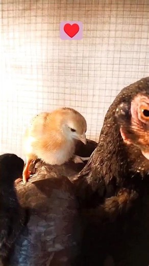 Playful Chick on Mom’s Fluffy Back 🐥💛#youtubeshorts #shorts #viralvideo #viral #trending #chicktales