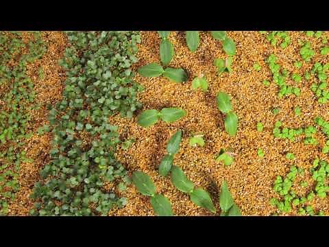 Germination in vermiculite