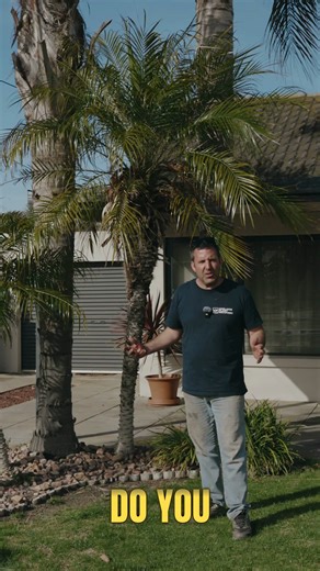 1K views · 102 reactions | Free Palm Removal - Click the link to apply and see if your palm is eligible! | Adelaide Plant Recovery | Facebook