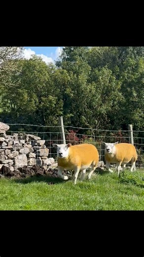 Two of DA&MJ Pedleys Texel Tup Shearlings for Hawes Farmers Auction Mart Hawes Hunks Thursday 25th Sept! | Prospect Farm