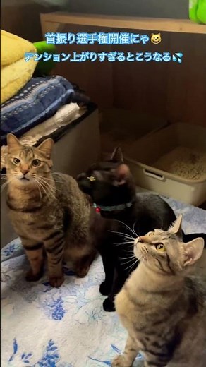 #猫のいる暮らし #保護猫 ＃首振り選手権開催 ＃里親探し
