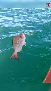 14K views · 93 reactions | Catching Vermillion Snapper & Blackspot Snapper in the Sea #fishing #fishingvideos #fishingtime | Neerulagam | Facebook