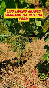 Pag katapos ng flowering stage ng mg grapes makikita na ang mga bunga na nabuo. #garden #gardening #gardeningtips #farming #farmlife #MAGSASAKA #magsasakalife #OFW #OFWITALY | Celestino Lara