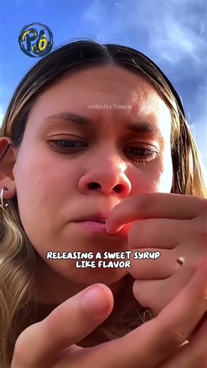 Colorful and Edible Ants!