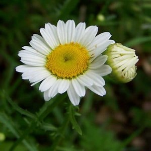 Daisies: How to take care of them? Origin, Tips and more ▷➡️ Postposmo