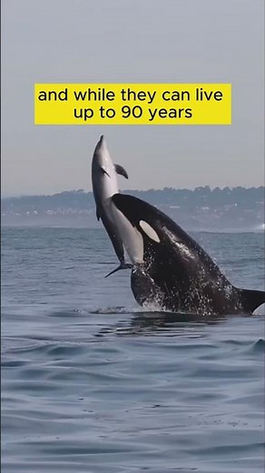 Killer Whale (Orca) - Interesting Facts! 🐋