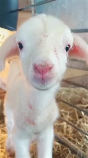 Kids Poems Full Video Compilation