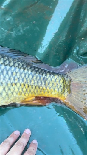 Went down for a very chilly and windy day on the downtown Pittsburgh river walk!! Was able to capture a few pre winter carp hoping to keep it going through the winter!!! All fish were caught on the new bait nerd duo bollies!!! #sempercarpy #pittsburgh #americancarpsociety | Forrest Dzubinski