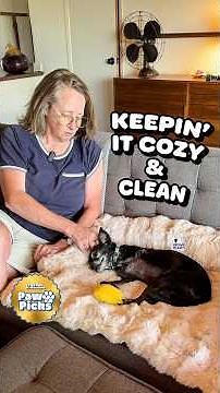 Dog Parents! You Need This Sofa Bed