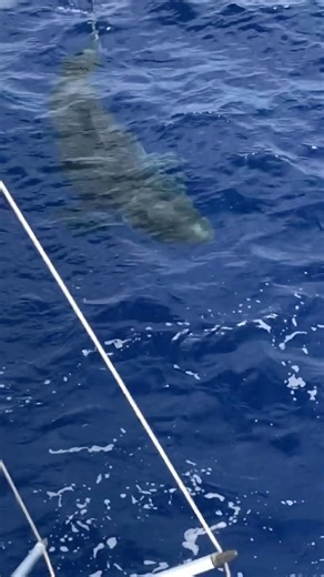 Queue the Jaws theme song….. 🦈 Check out this clip from PENN Fleet Pro Capt Q @cuttingedgefishing_ of a BIG Great White swimming by the boat 🛥️ What’s your best guess on the size?? 📏🤯 #PENNFishing #LetTheBattleBegin #PENNFleet #GreatWhite #Shark #Florida | PENN Fishing