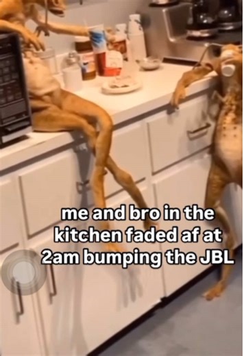 Alien Friends: A Fun Meme Compilation