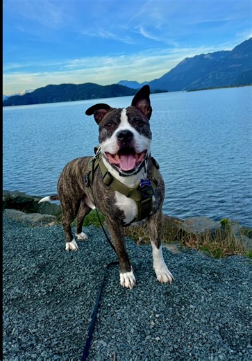 I changed my language to français for some good ol’ immersion but…. I’m like A1 on a good day so now I can’t find any settings. 🫠🤣 gimme a few months and things might start to make sense. #dogsoftiktok #fyp #canada #pittylove #staffylove