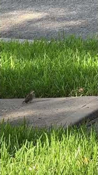 🐦 Watch This Tiny Bird Learn to Fly! ❤️ #babybirds
