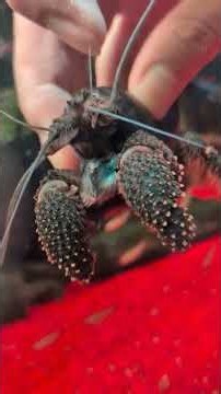 アフリカンロックシュリンプでかい | アクアリウム 熱帯魚