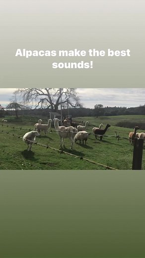 11 reactions | Do you know what an alpaca warning sounds like? Here is your chance! #alpaca #alpacas | Love Creek Sanctuary & Farms | Facebook