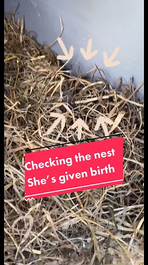 Rabbit Gives Birth: Nesting and Baby Rabbits Revealed