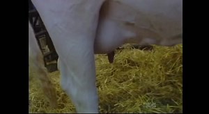 Much Music (Canada Music Station) Various Shows - 1992-2000