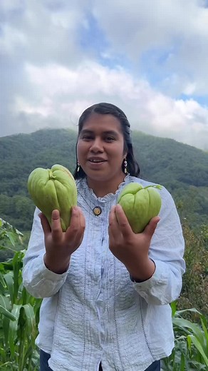 Cómo Germinar una Guía de Chayote: Tips y Consejos