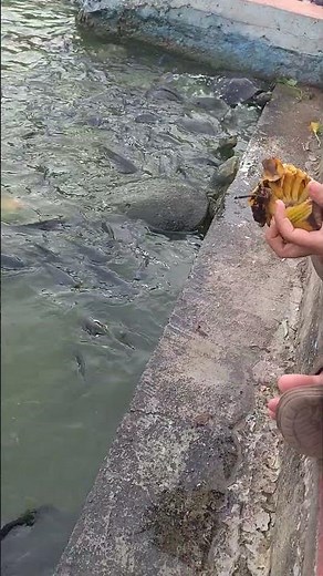 A Child Feeding the Turtles in a local Park in Bangkok, Thailand 🇹🇭