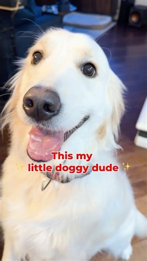 My Dog’s Theme Song Is Way Too Accurate 😭🐾