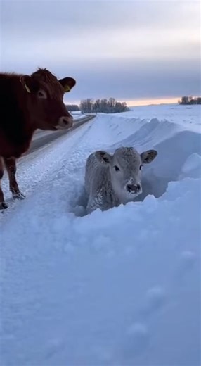 A tiny, frightened cow trapped in a tight spot, struggling to get free, is gently rescued by a kind passerby who carefully lifts it to safety 🎬 This video was produced by Network Media and The Astrit Channel | What Just Happened