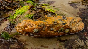 Cracking the Code: How a Polarizer Unveils the Secrets of Rock Pools