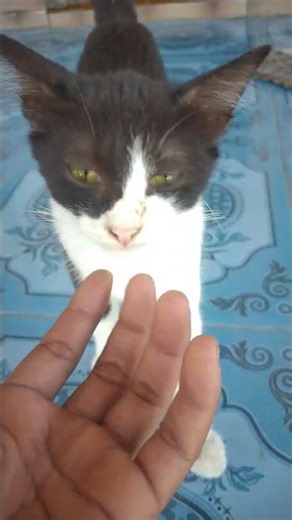 𝘖𝘙𝘌𝘖 𝘕𝘎𝘈𝘑𝘈𝘒 𝘔𝘈𝘐𝘕😸 😼#kucinglucu #kucinganggoralucudanimut #kucingpintar