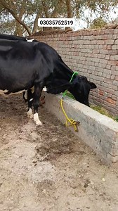 1.8M views · 10K reactions | #cow #dairyfarm #dairy_farming #modern_dairy_farming #modern_agriculture #agricultural_machines #amazing_technology #advance_technology #modern_technolog | cow tv | Facebook