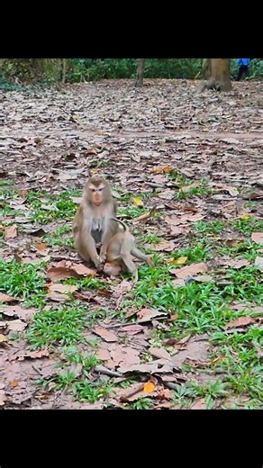 Discipline Time for Lynx: Adopting Wildlife Care