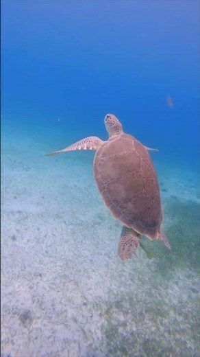 Diving the Great Blue Hole in Belize⬇️ - You’ll have 3 separate dives, the first is the blue hole,