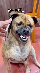 3.4M views · 104K reactions | I speak Dog language too  | Motell | Facebook