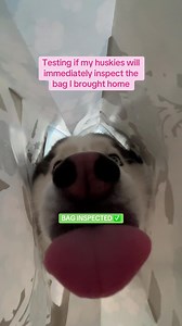 Husky Inspects Every New Bag Immediately