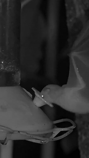 Cornell Lab Bird Cams on Instagram: "Watch Orange Nectar Bats foraging at the hummingbird feeders on the Panama Fruit Feeder Cam at Canopy Lodge! The Orange Nectar Bat is a common species of mid-elevation rainforests and a regular nighttime visitor to the Canopy Lodge hummingbird feeders! This species is a member of the extremely diverse leaf-nosed bat family (Phyllostomidae); it prominently features the “noseleaf” typical of its family and can be recognized by its orange-rufous to buffy colorat