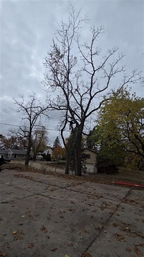 #sowingseedscuttintrees #professionaltreework #treelife #cjstreeservicellc #insuredbusiness | CJ'S Tree Service LLC