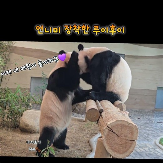루이후이 이제 언니미 장착할거라규💜💓260610 Everland Ruibao Huibao #루이후이 #ruihui