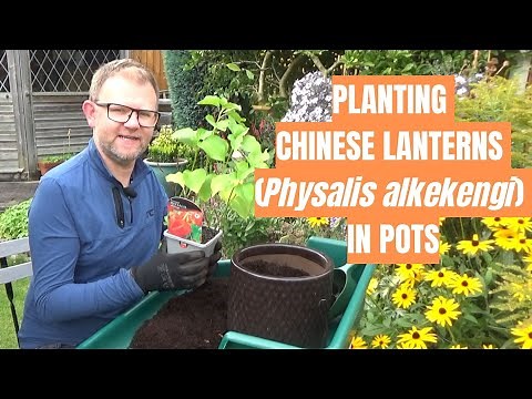 Planting Chinese Lanterns in Pots | Physalis alkekengi | Unusual Perennial Plants | Autumn Interest