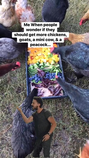 Get all of the animals… 🤣 | Homesteading and Hungry