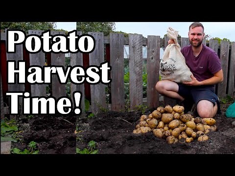 How to Dig up Potatoes | Harvesting Maincrop Maris Piper Potatoes (uk)