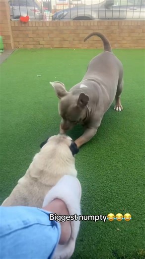 Facing My Fear of Pugs: The Funniest Moments