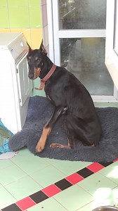 Toras 💘 868520133 Visada bandome užfiksuoti pirmas akimirkas.. Tai Toro istorija. Šuo labai liūdėjo atvykęs ir liūdi iki šiol. Žinome, jog labai liūdi ir buvęs šeimininkas. Kartais gyvenimas apsisuka 180° ir įtraukia tarsi į liūną su visomis problemomis. Buvo čia pas mus vienu metu dobermanų bumas, tad turim ne vieną rudą nosį.. Torui 10m. Tikrai neskambinkite, jei nežinote veislės ir viduj kirba noras pasipuikuoti ar atrodyti kietai. Kietai gali būti tik beglobio priglaudimas. Būkit geri, Tora