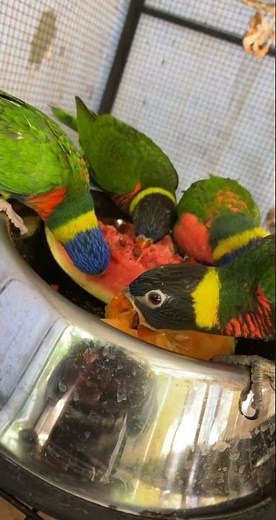 Lorikeets feeding