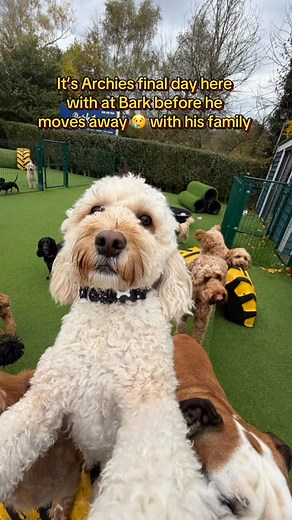 1.1K views · 26 reactions | We’re loosing our STAR of the SHOW!!! ⭐️ Today is his last day with us here at Bark before he moves away to his new home up north ♥️ WE WILL MISS YOU ARCHIE ♥️♥️ #doggydaycare #cockapoo #lastday #dogschool | Bark Doggy Daycare & groomers | Facebook