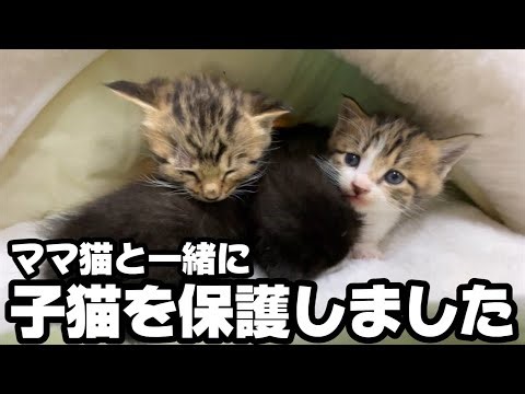 前日に離乳食を始めたばかりだったのに…子猫のまさかの行動に驚きました