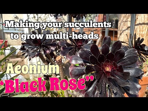 Aeonium Propagation | How to propagate Aeonium Succulents #aeonium #propagations #succulents